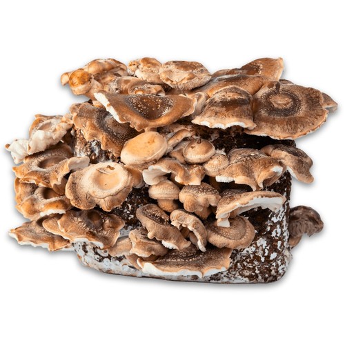 Shiitake fertigkultur xxl - xxl, bio