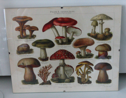Rhamenloses bild pilze - -,