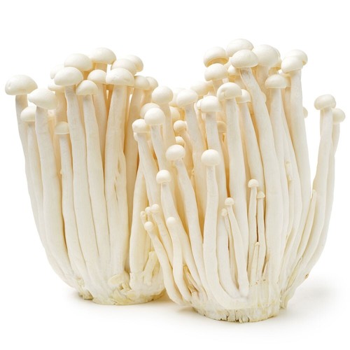 Enoki flüssigmycel pilz - enoki,