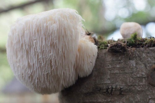 Igelstachelbart lionsmane - igelstachelbart,