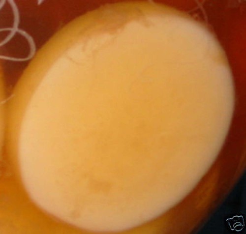 Kombucha tee - kombucha, (scoby)