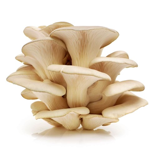 Austernseitling pleurotus - austernseitling,
