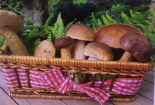 Gemischte waldpilze - gemischte,