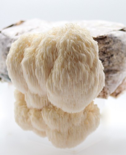 Lions mane pilzzucht set - lions,