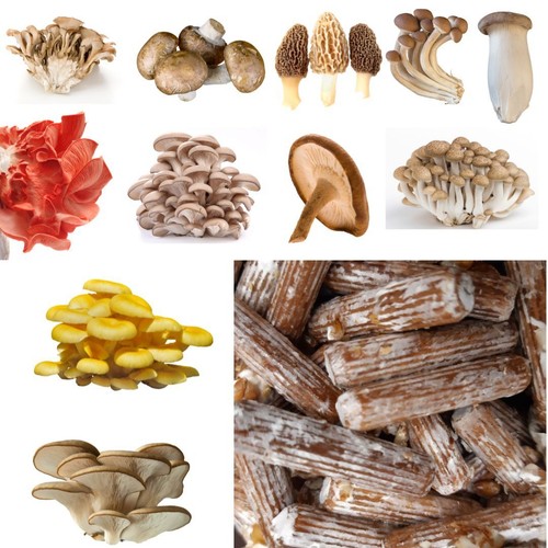 Pilzdübel stück - pilzdübel,
