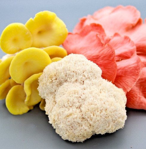 Frische igelstachelbart lions - frische,
