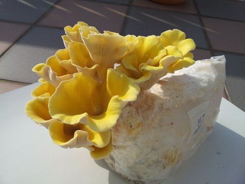 Impfdübel limonenseitling - impfdübel, limonenseitling,50