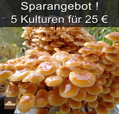 Sparangebot flümy pilze - sparangebot!, flümy,
