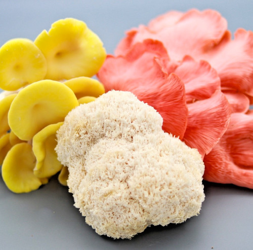 Frische igelstachelbart lions - frische,