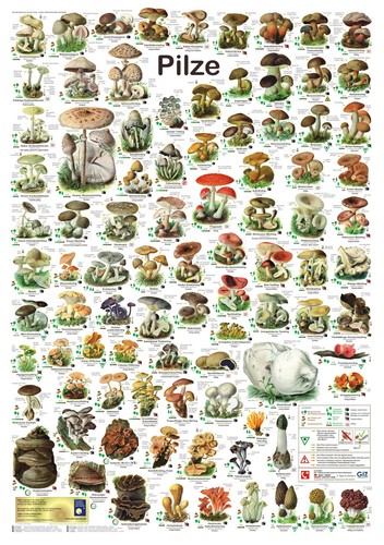 Bio poster pilze - bio-poster, "pilze"