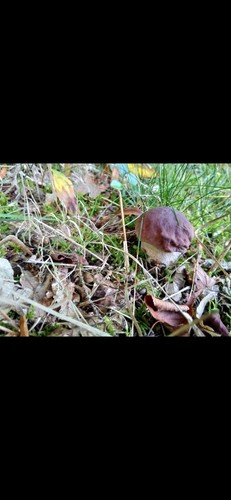 Pilze getrocknet aus dem - pilze,