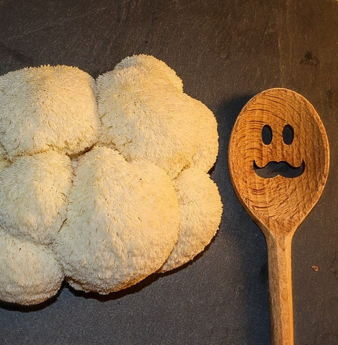 Frischer igelstachelbart - frischer,
