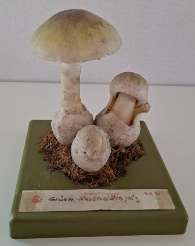 Somso bos grüner - bos,