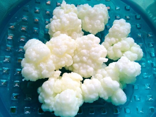 6gr kefir pilz - kefir, zur