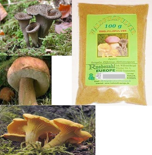 Pilze steinpilze waldpilze - pilze,