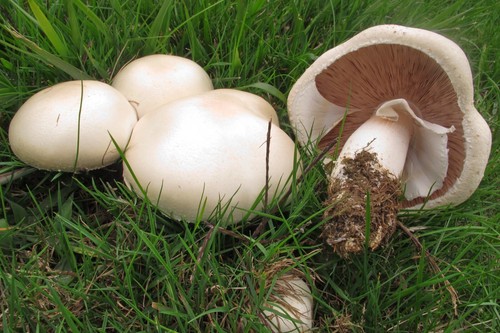 Weisser anis champignon - anis,
