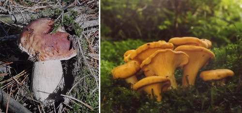 250 steinpilze pfifferlinge - steinpilze,
