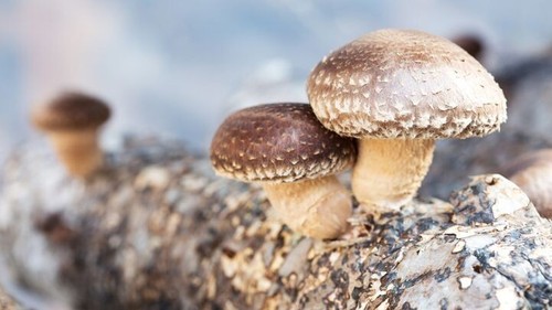 Shiitake flüssigmycel pilz - shiitake,