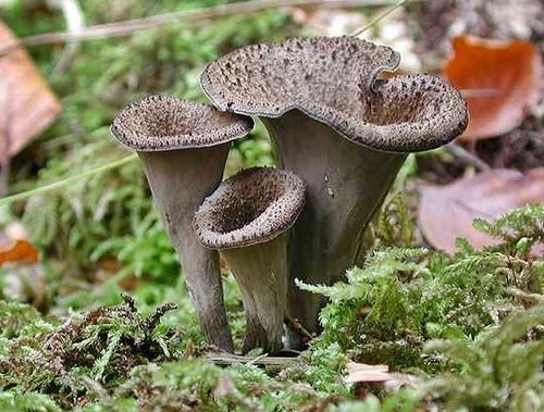 Pilze herbsttrompeten pulver - pilze,