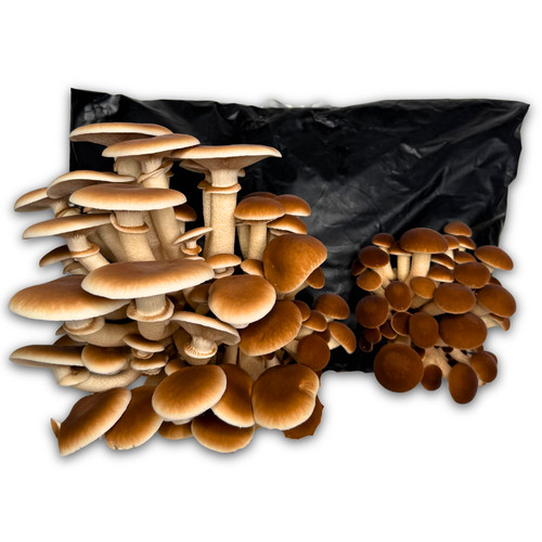 Bio pioppino fertigkultur - bio,