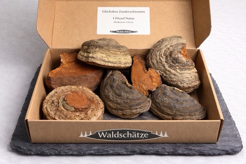 Zunderschwamm baumpilz 1 - baumpilz-,