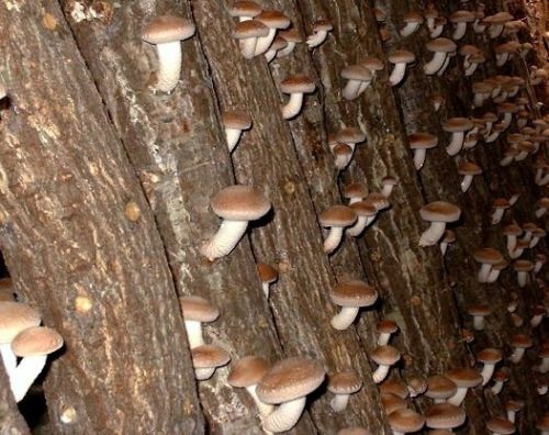Shitake pilz substrat pilzbrut - shitake,