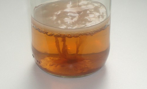 Kombucha pilz scoby teepilz - kombucha, scoby,teepilz