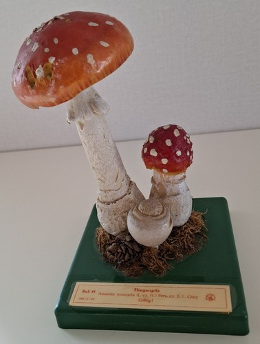Somso bos fliegenpilz - somso,
