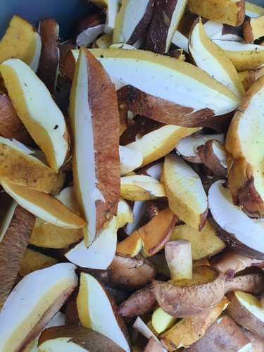 100g waldpilze - 🎊,